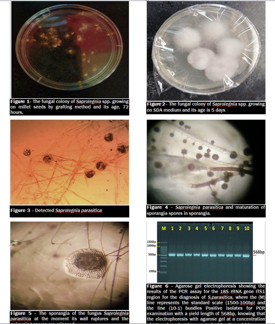 1050-fungus_Saprolegnia_parasitica_in_the_water_of_Al-Diwaniyah_river_of_Iraq