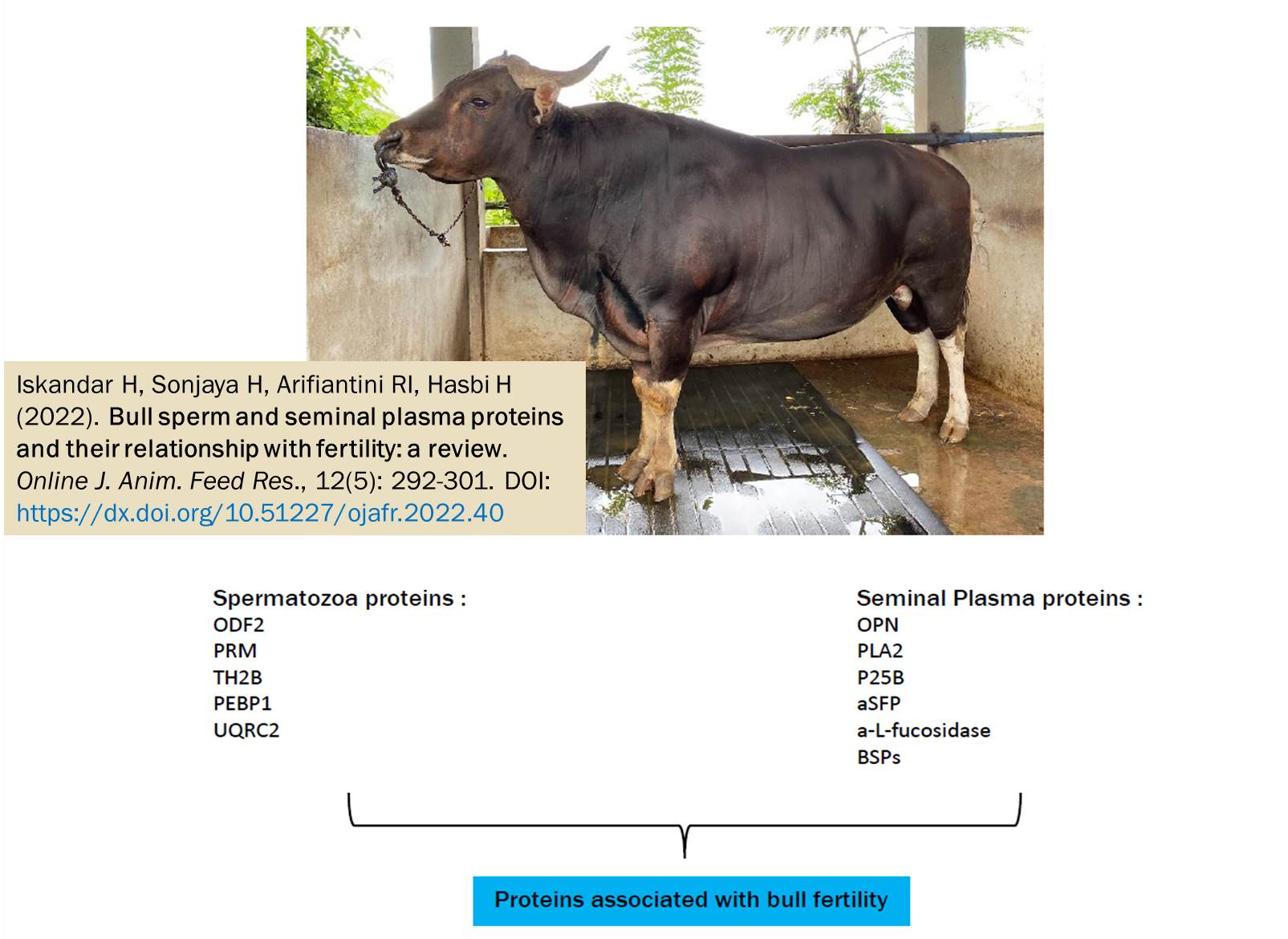 139-Bull_sperm_and_seminal_plasma_proteins_and_their_relationship_with_fertility