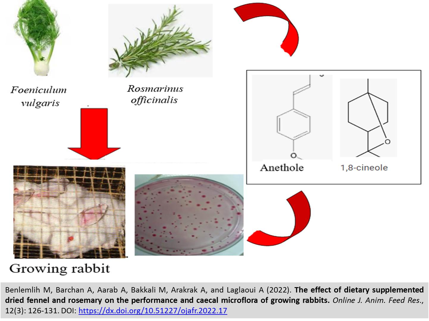 77-_dried_fennel_and_rosemary_on_the_performance_and_caecal_microflora_of_rabbits