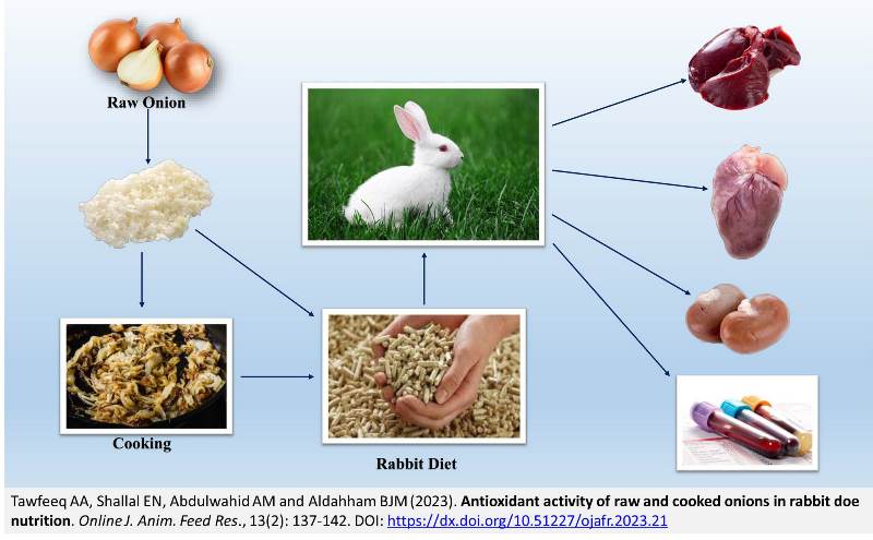 195-onions_antioxidant_activity