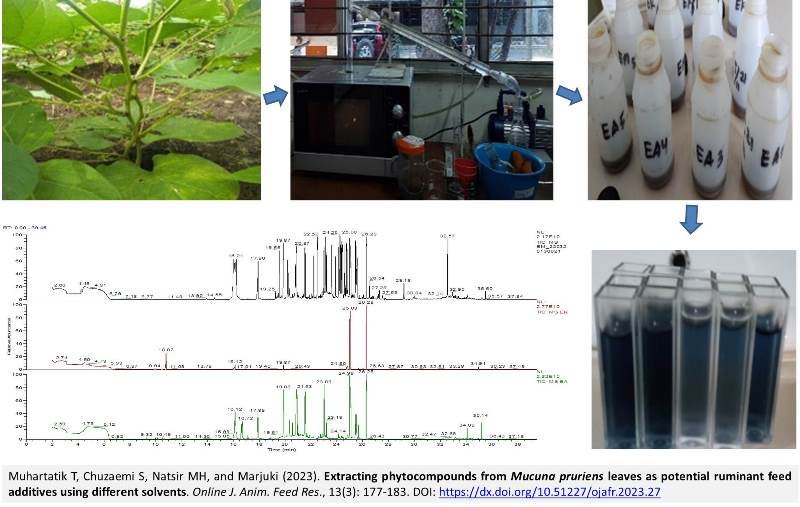 205-Mucuna_pruriens_leaves