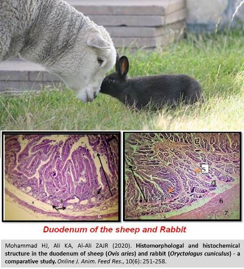 1198c-duodenum_of_sheep_and_rabbit--