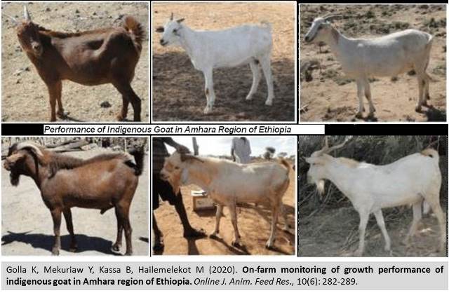 1199A-performance_of_indigenous_goat_in_Ethiopia--