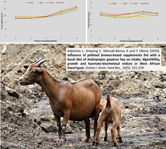 Andropogon_gayanus_hay_on_West_African_Dwarf_goat-1