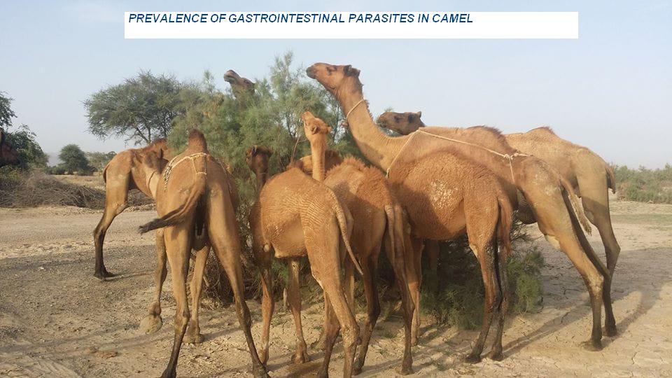 article_05-Gastro_intestinal_parasites_in_camel