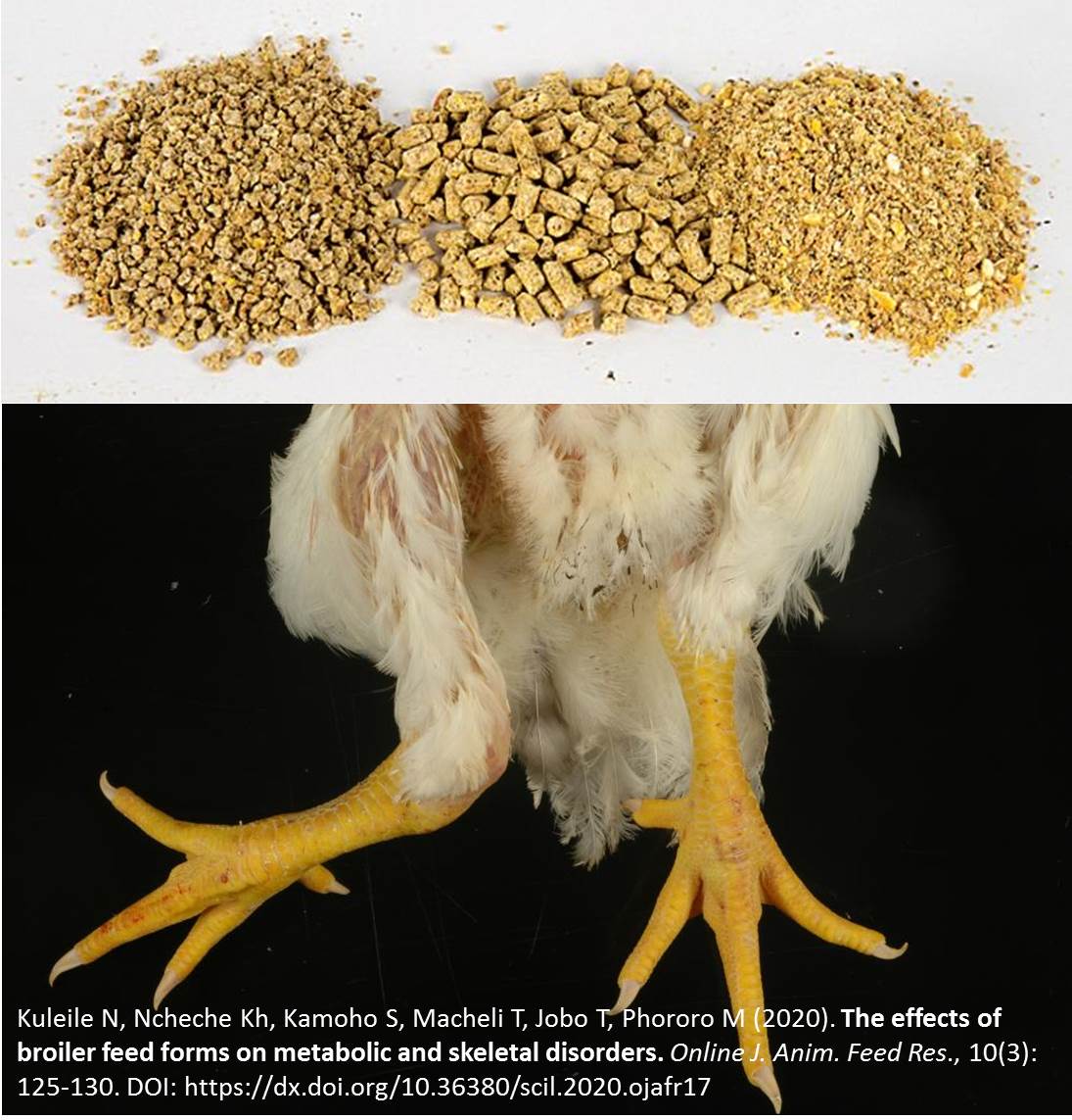 Tibia Disorders Broilers Volume 10 : Issue 3, May 2020