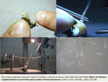 trehalose_on_sperm_quality_of_honey_bee_drones-1