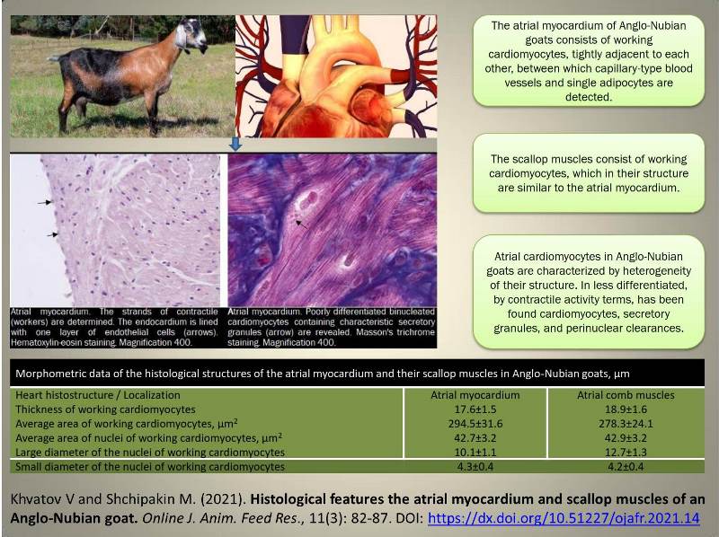 1212-atrial_myocardium__scallop_muscles_of_goat---