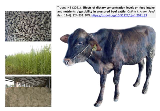 1224-diet_on_crossbred_beef_cattle