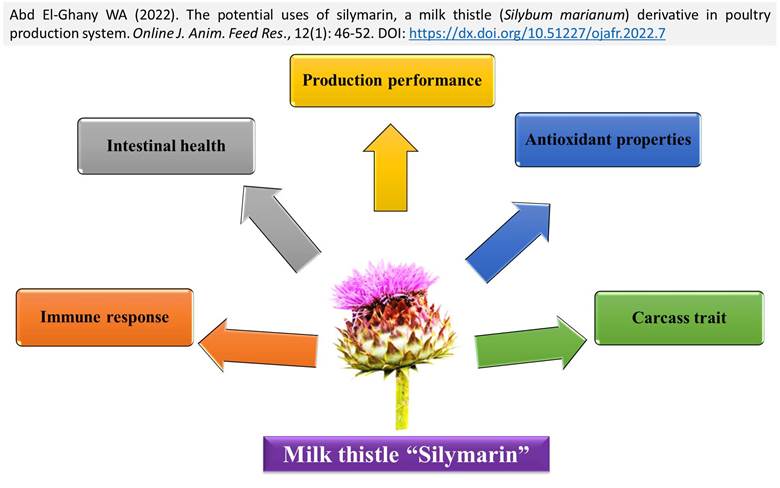 67-_milk_thistle_Silybum_marianum