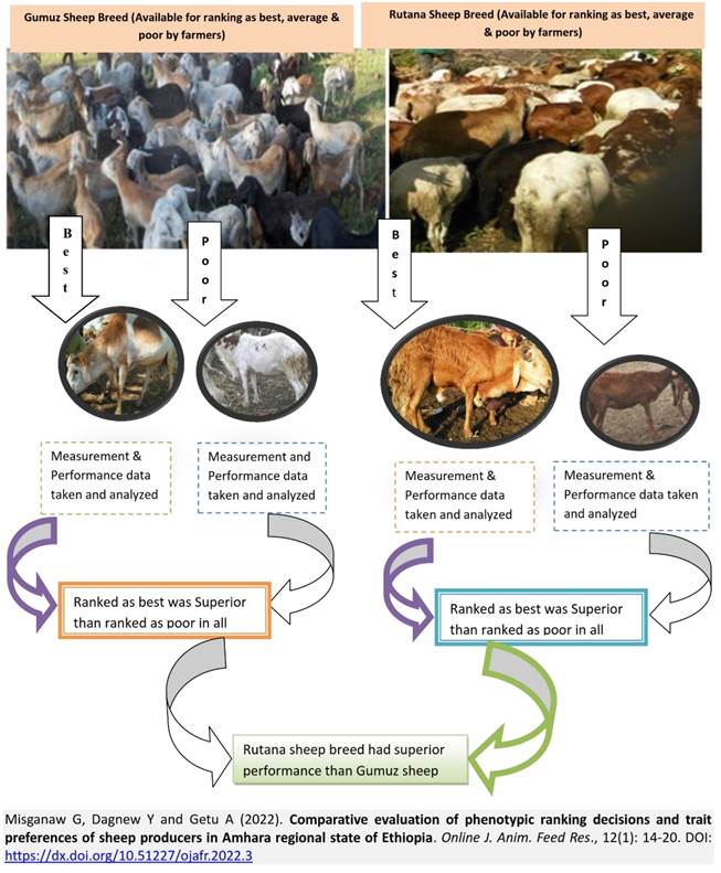 71-sheep_producers_in_Amhara_regional_state_of_Ethiopia