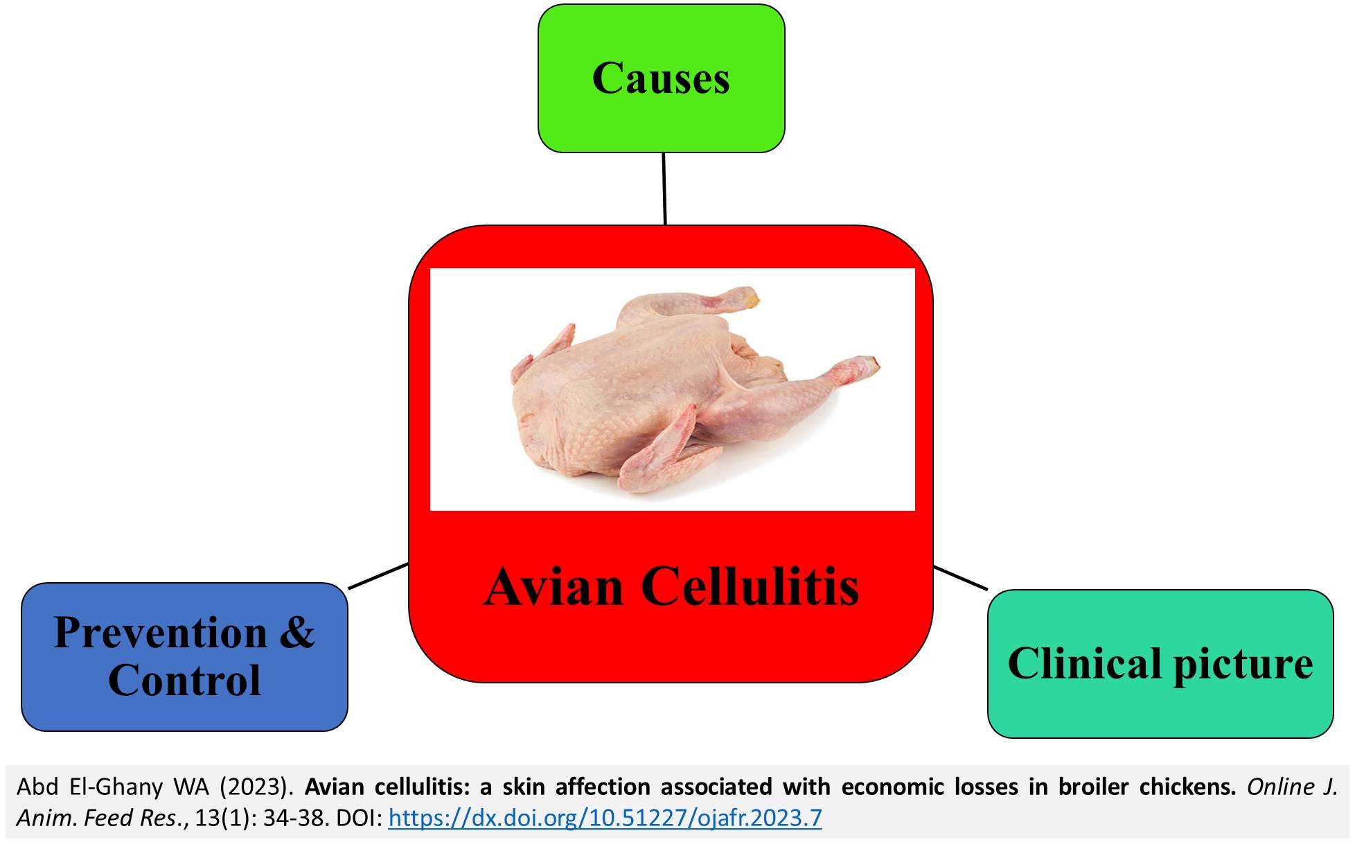 175-Avian_cellulitis_a_skin_affection_associated_with_economic_losses_in_broiler_chickens