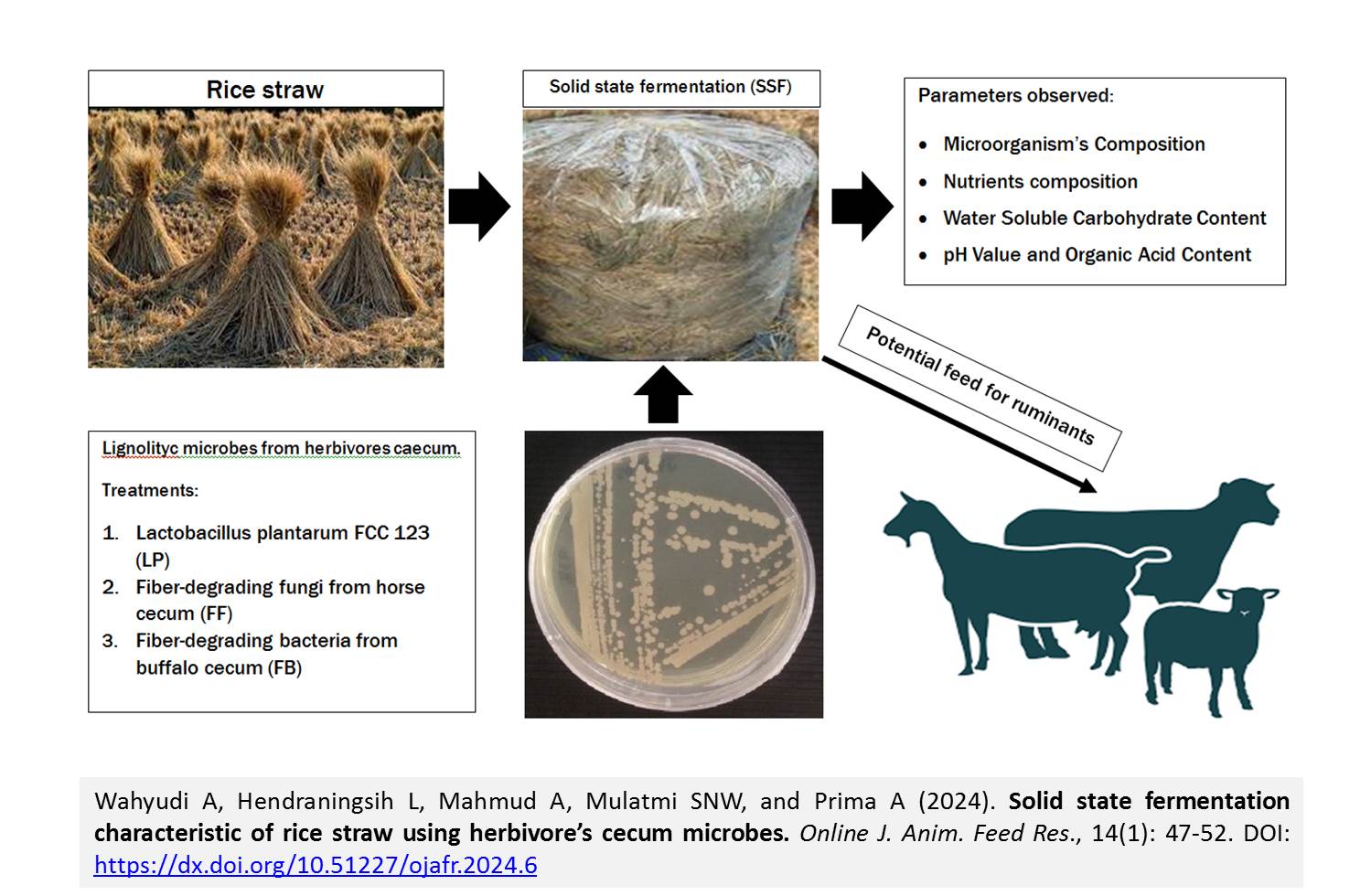 262-Solid_state_fermentation_characteristic_of_rice_straw_using_herbivores_cecum_microbes