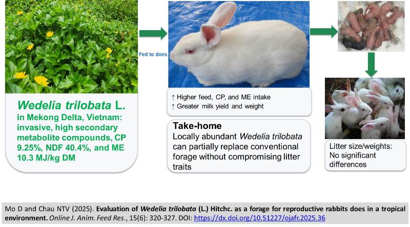 567-rabbits_does_fed_Wedelia_trilobata
