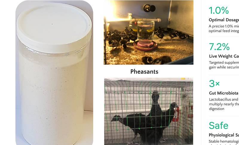 696-Romanian_pheasants_and_lactobacilli_strains